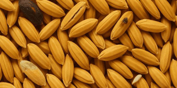 damaged grain
